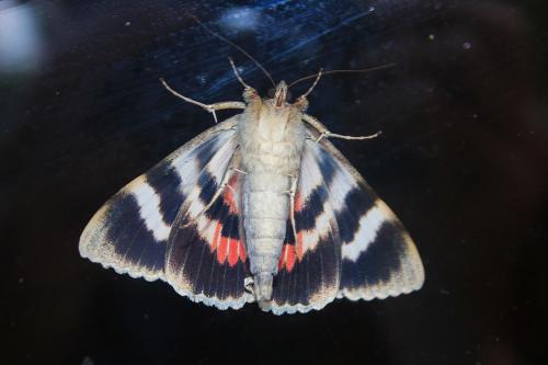 Catocala elocata